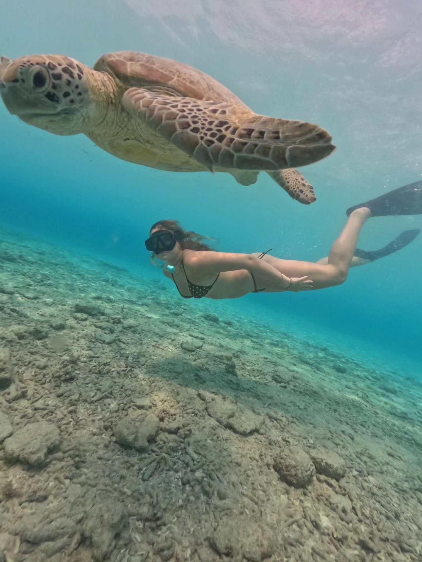 A sea turtle and a snorkeller in the waters of Lombok.